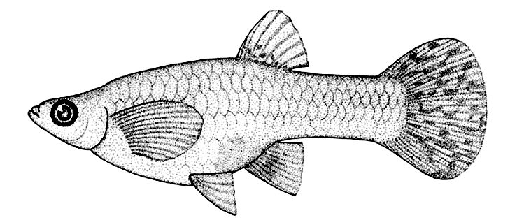 Poecilia reticulata _01.jpg